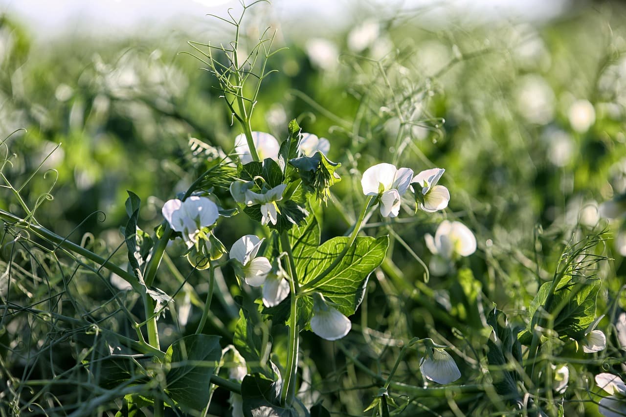 Agriculture field